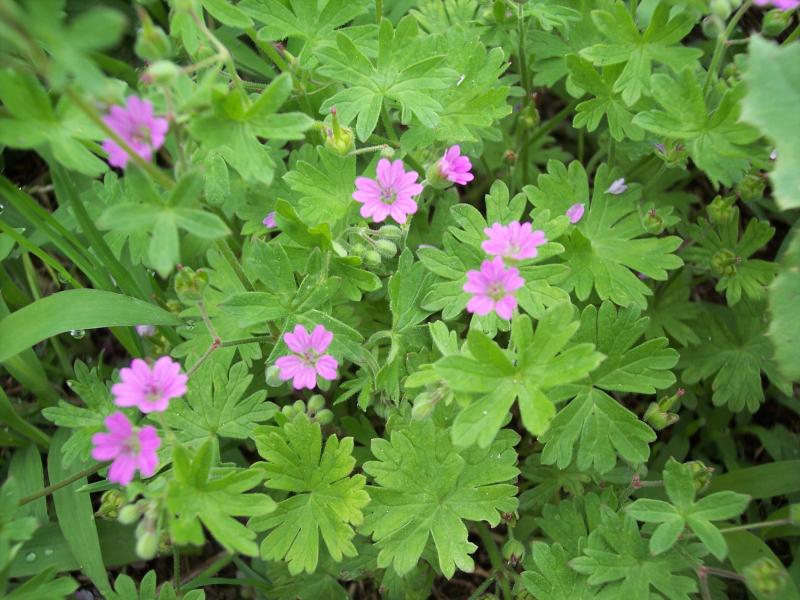 Geranium molle / Geranio volgare